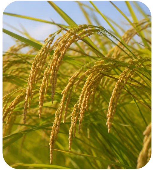 Photo rice grain intelectual humility 003